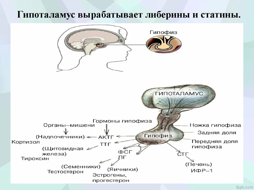 Гипоталамус гормоны либерины. Гипоталамус секретирует гормон. Рилизинг факторы гипоталамуса. Статины гормоны гипоталамуса функции.
