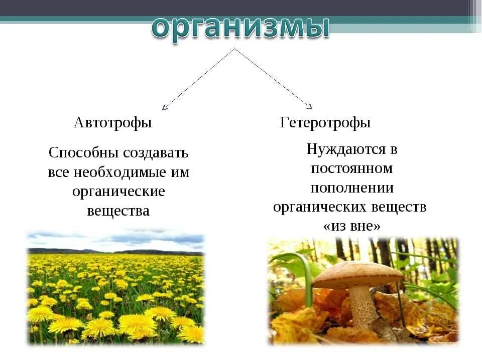 Группа автотрофных организмов. Автотрофный и гетеротрофный Тип питания. Тип питания автотрофы гетеротрофы автогетеротрофы. Автотрофный Тип питания гетеротрофный Тип. Автотрофный и гетеротрофный Тип питания примеры.