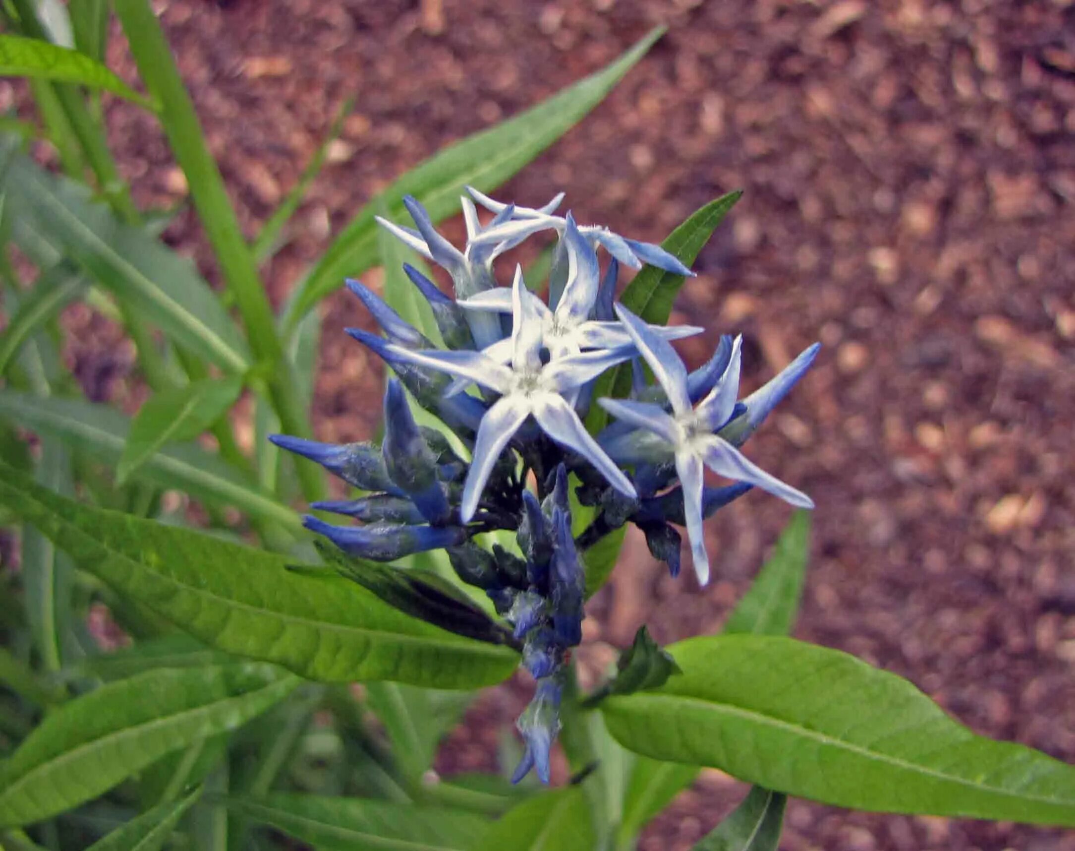 File:Amsonia tabernaemontana 5 2021 Blue Star- (51200225958).jpg - Wikimedia Com