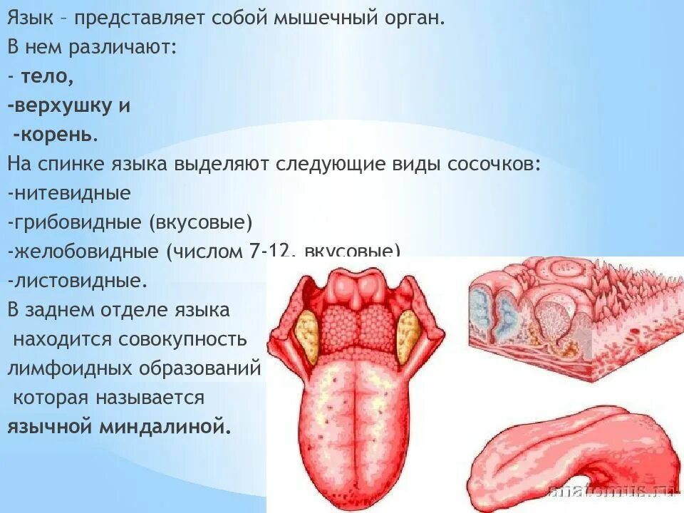 Язык выделить. Язык выделить. Строение языка человека снизу. Язык выделить. Человеческий язык строение.