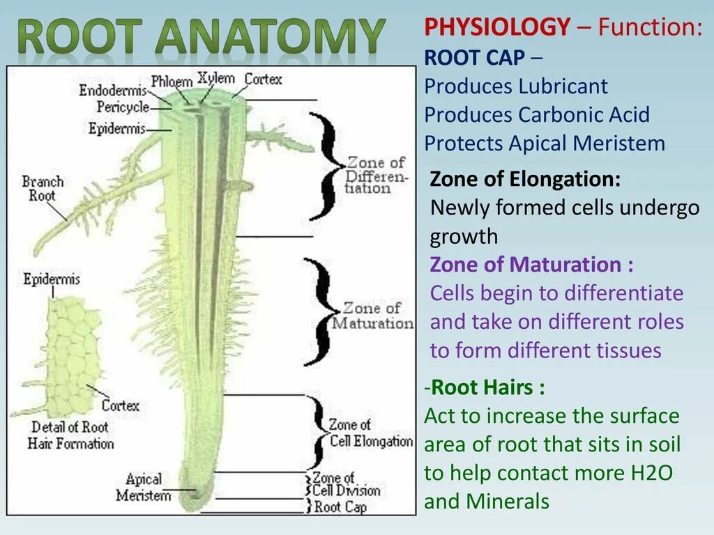 Root structure. The structure of the root Zones. Plant Physiology. Анатомия и физиология растений.