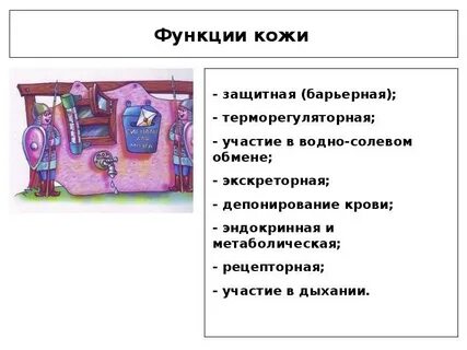 Барьерная функция кожи