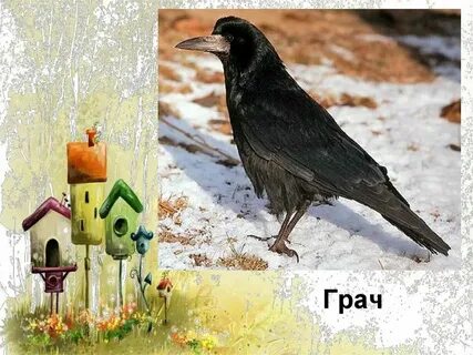 Реклама грачи