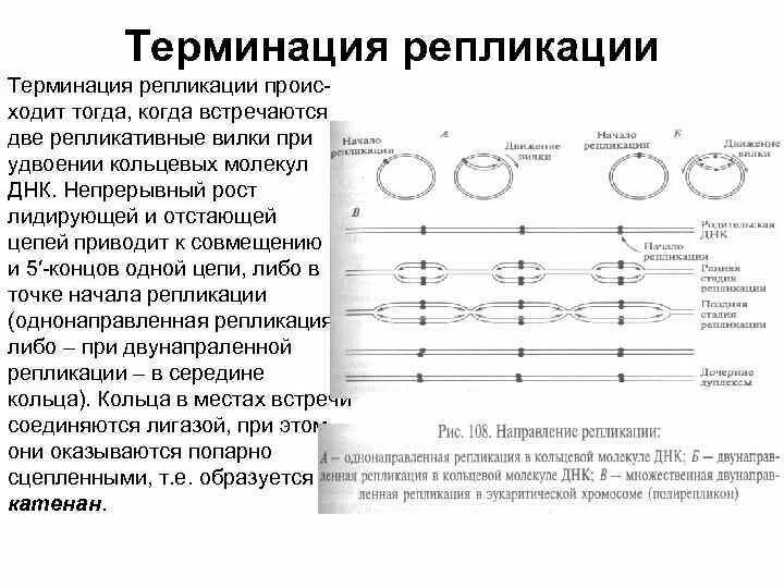 Начала репликации. Терминация репликации. терминация репликации днк. стадия терминации в репликации. репликация кольцевой молекулы днк.