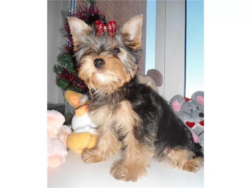 йоркширский терьер вива. йоркширский терьер макси. собака овация фото. йоркширский терьер хабаровск. йоркширский терьер щенки хабаровск.