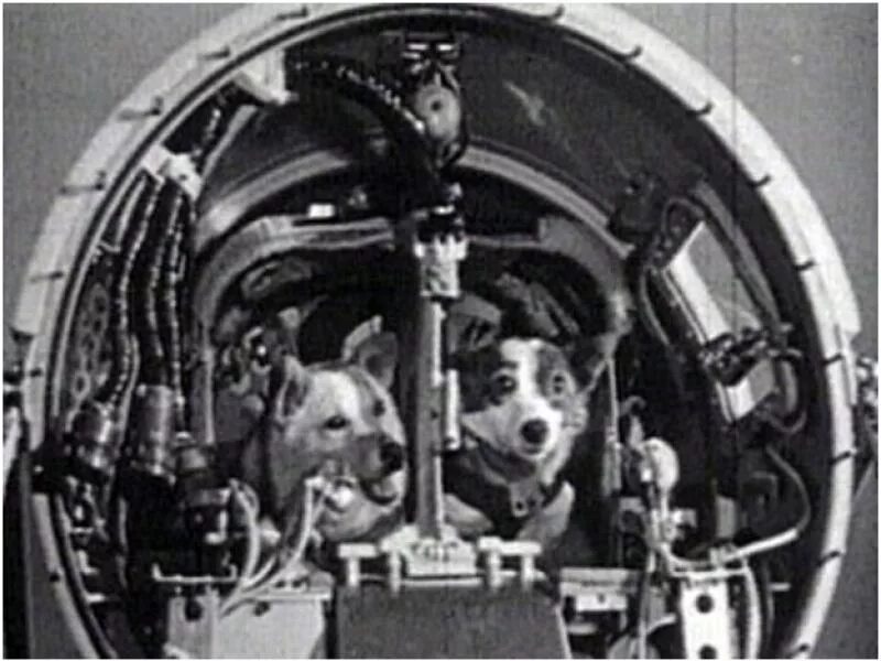 Первый робот побывавший в космосе. Белка и стрелка полёт в космос 1958. корабль восток белка и стрелка. спутник 5 белка и стрелка. первые животные в космосе белка и стрелка.