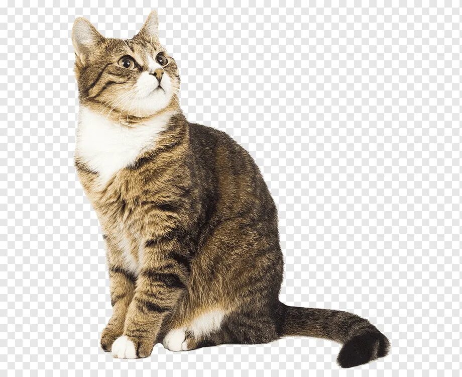Картинка кота пнг