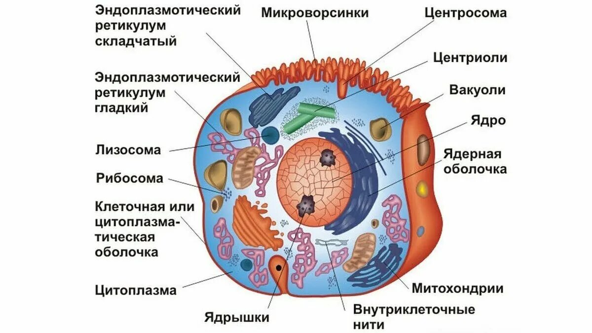 Клетка живого схема