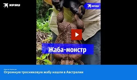 Нашли жабу