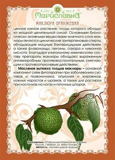 Маклюра сделать настойку рецепт