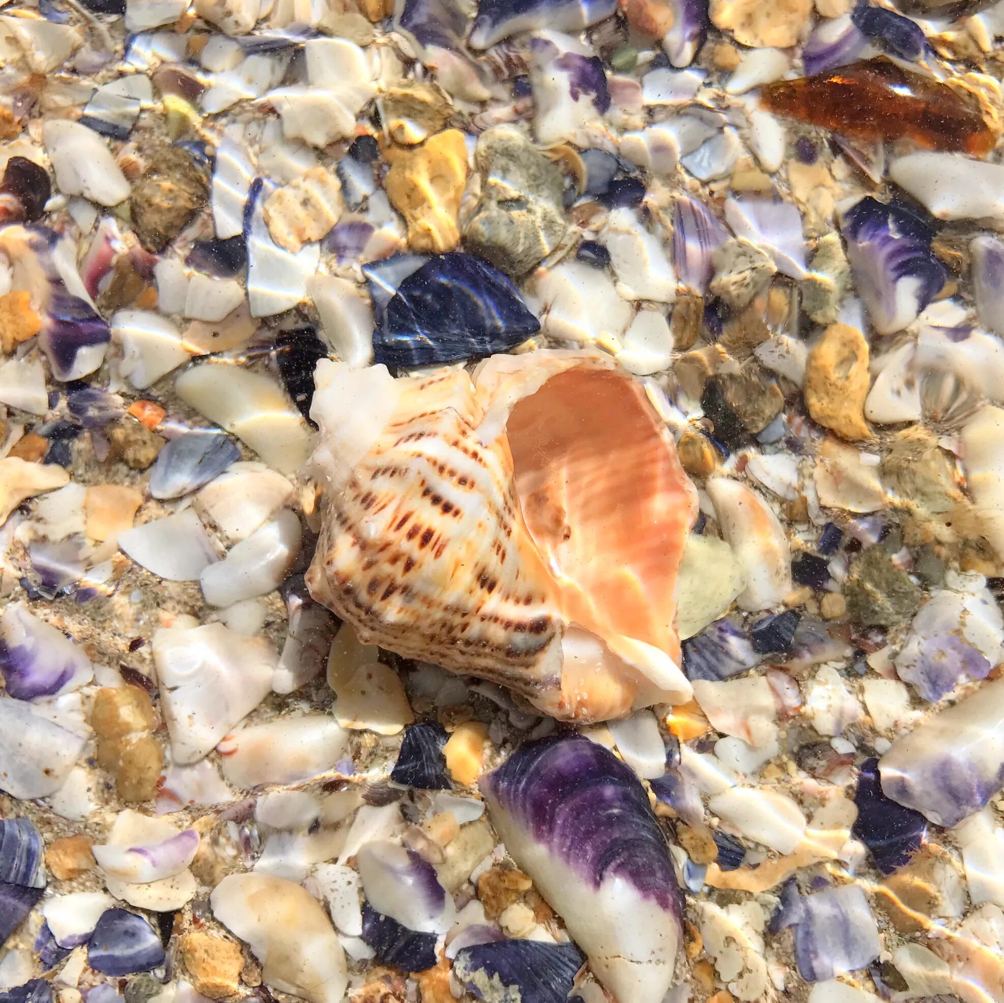 Free Images : water, ocean, petal, vacation, tourism, invertebrate, seashell, se