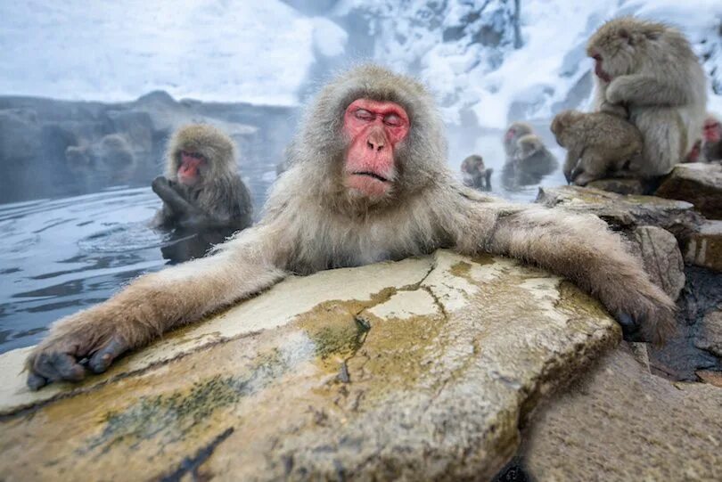 Some monkeys
