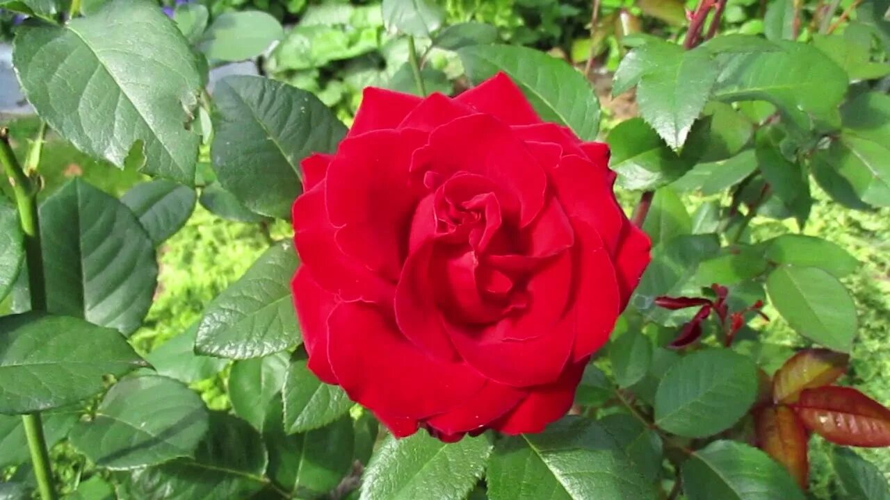 Роял баккара чайно-гибридная. Роял баккара. Роял баккара. Роял баккара. Блэк баккара (black baccara).