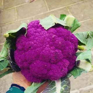 Сиреневая капуста