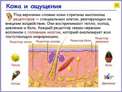 Кожа представлена ответ