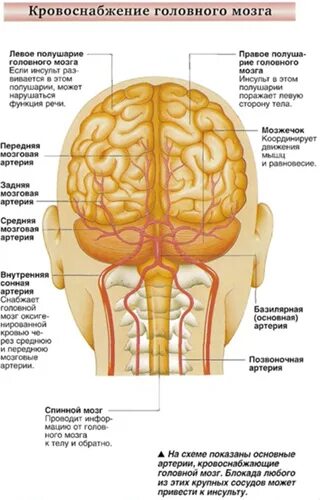 Поступление крови в мозг. Кровоснабжение затылочной доли головного мозга. Схема сосудов питающих головной мозг. Кровоснабжение ствола головного мозга. Артерии головного мозга схема.