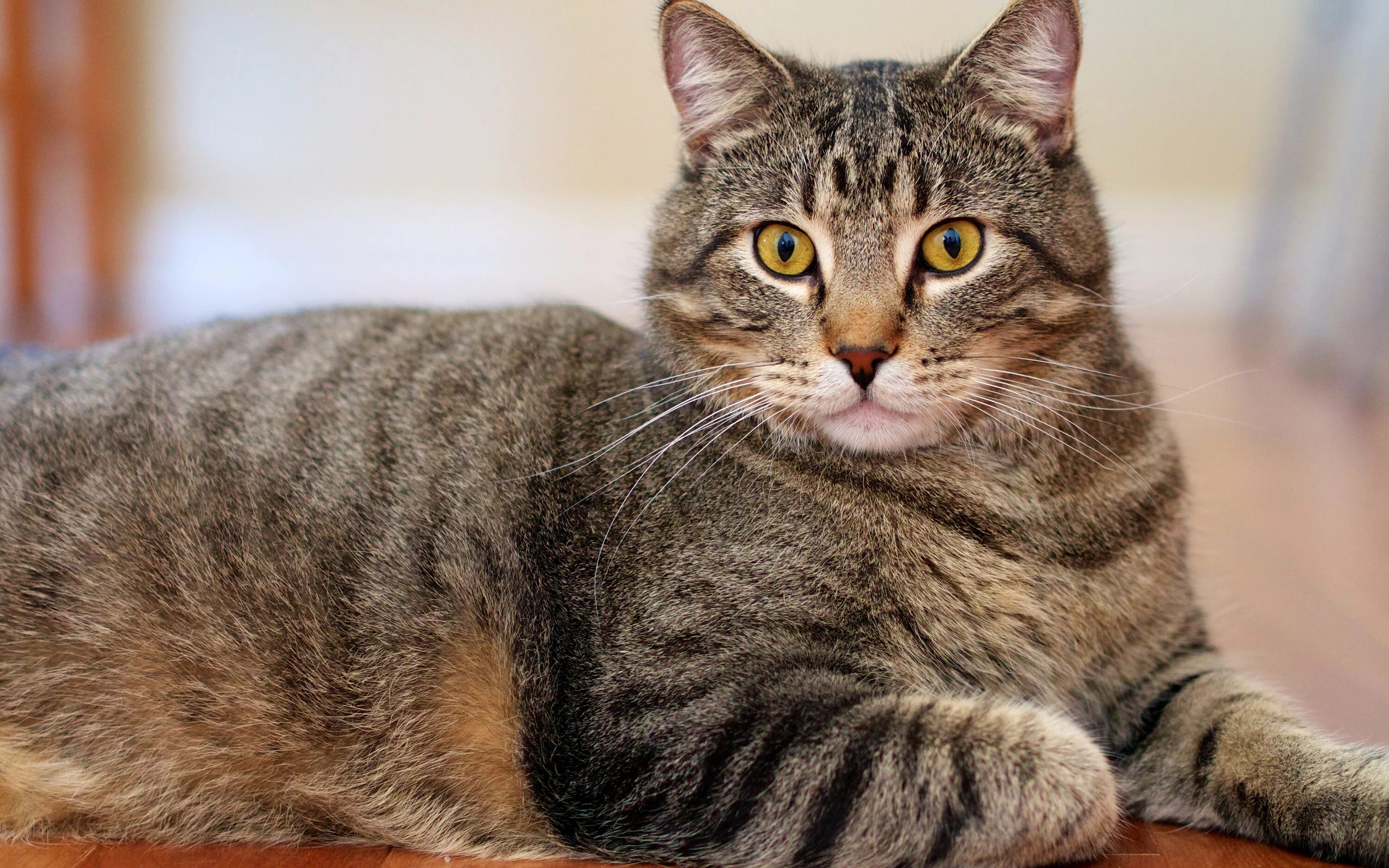 табби макрель полосатый. красивые полосатые коты. европейская короткошерстная кошка. кельтская кошка европейская короткошерстная. азиатская табби кошка полосатая.