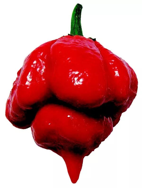 World pepper. Перец Trinidad Moruga Red Scorpion. Острый перец Тринидадский Скорпион. Острый перец Trinidad Scorpion Butch t. Тринидад Скорпион Моруга красный.