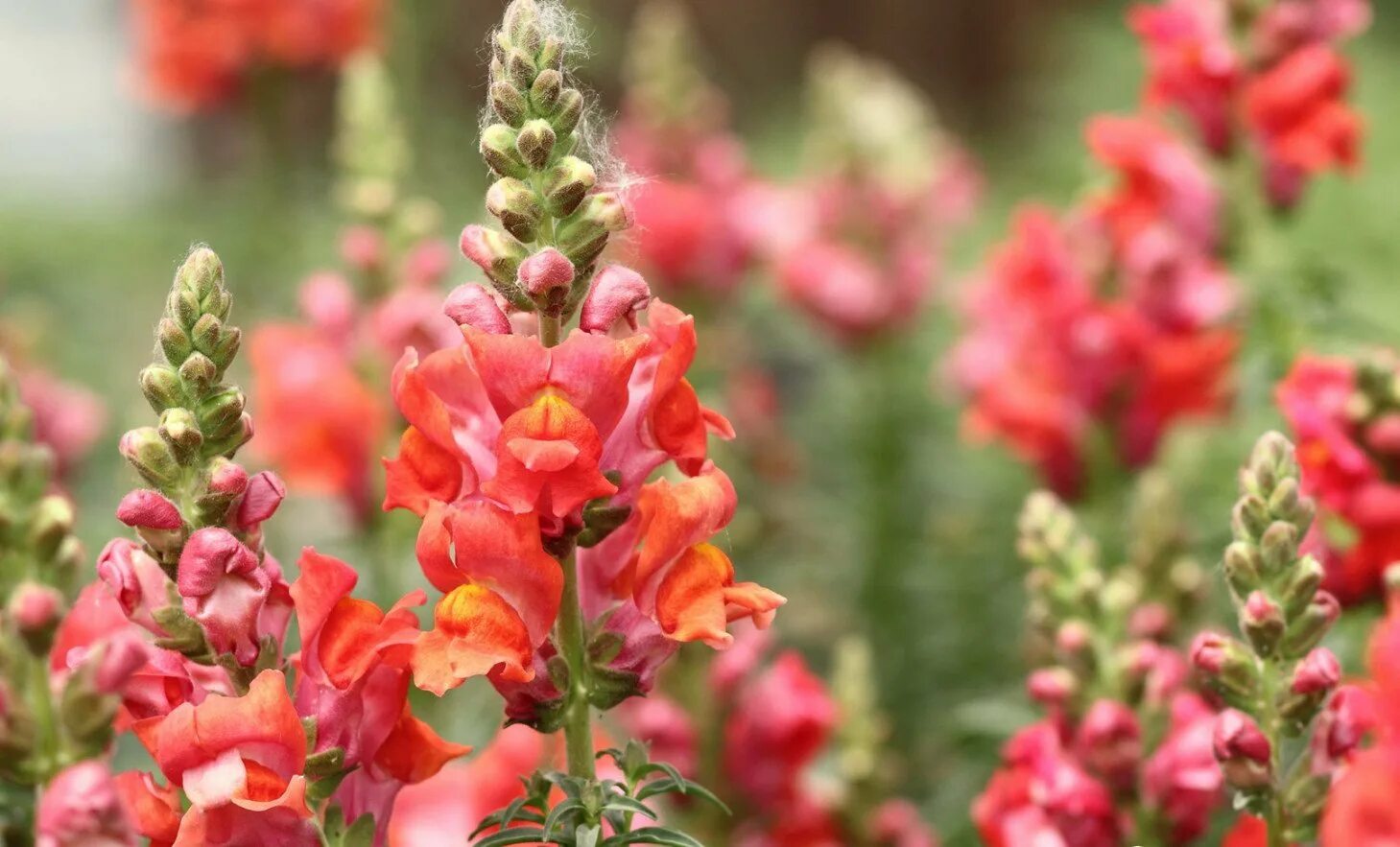 Антирринум львиный зев. Антирринум (Antirrhinum). Антирринум (львиный зев) Твинни. Львиный зев, Антирринум - Antirrhinum majus. Львиный зев в подмосковье