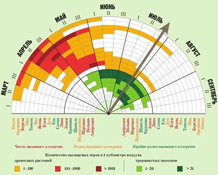 Календарь цветения для аллергиков 2024. Цветение растений для аллергиков. Периоды цветения растений. Календарь цветения растений. Диаграмма цветения.