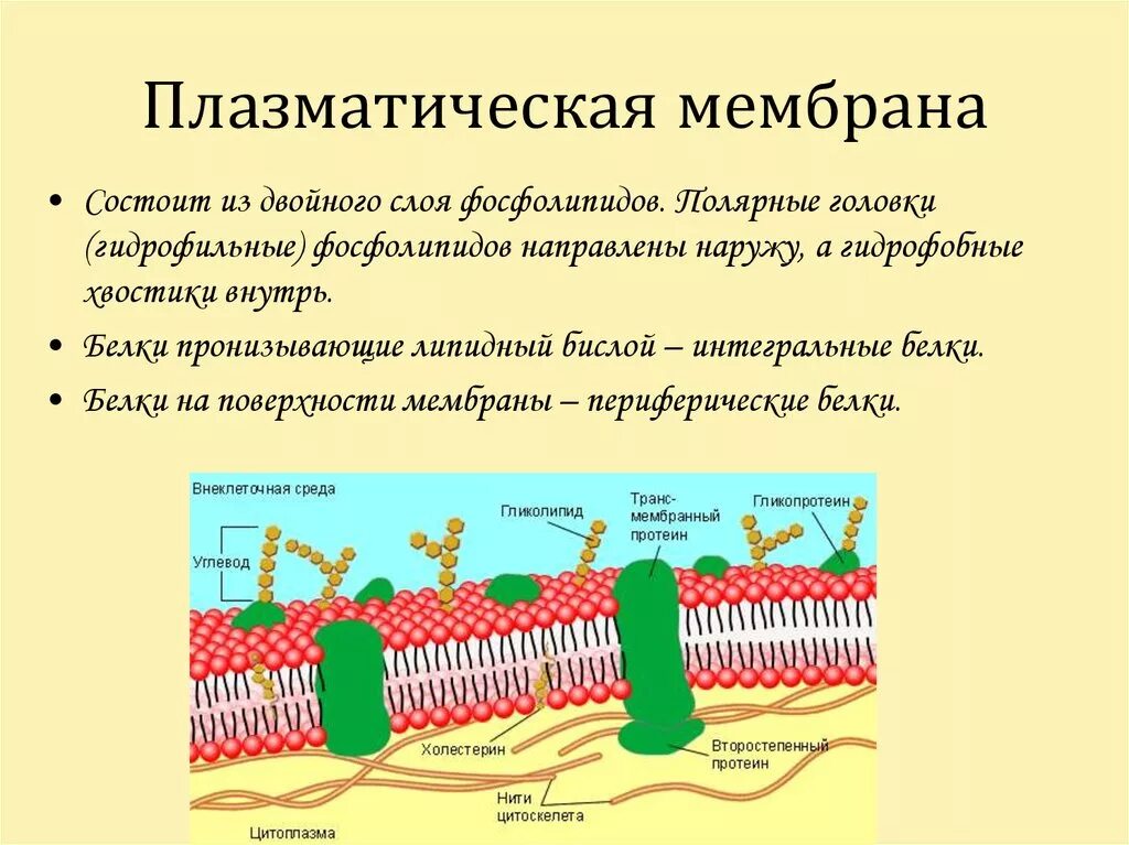 Какова роль клеточной оболочки. Строение плазматической мембраны клетки. Структура клетки плазматическая мембрана. Плазматическая мембрана строение органоида. Плазматическая мембрана строение и функции.