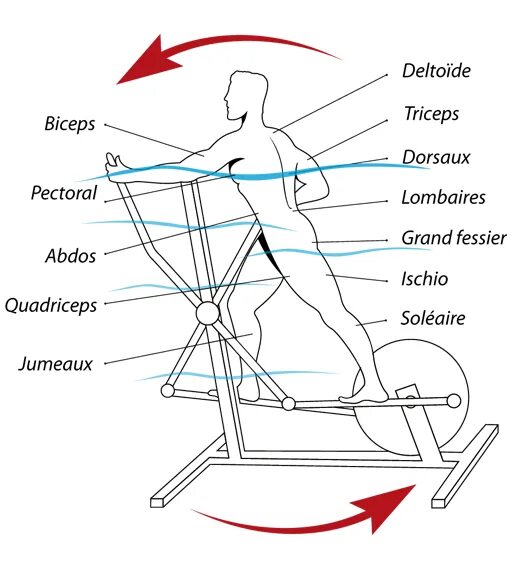 На велосипеде качаются мышцы. Эллипсоид тренажер чертеж. Эллипсоид тренажер мышцы задействованы. Какие группы мышц тренирует эллипсоидный тренажер. Эллиптический тренажер своими руками чертежи и Размеры.