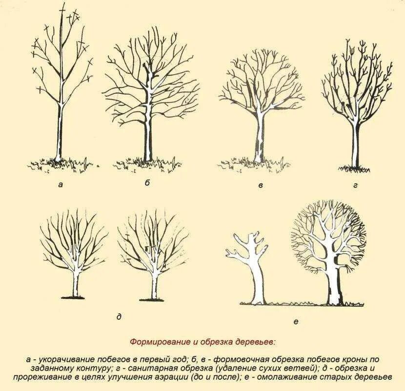 Обрезают ли березы. Схема подрезки плодовых деревьев. Формировка кроны яблони. Обрезание деревьев весной плодовых деревьев. Обрезка плодовых деревьев 3х леток.