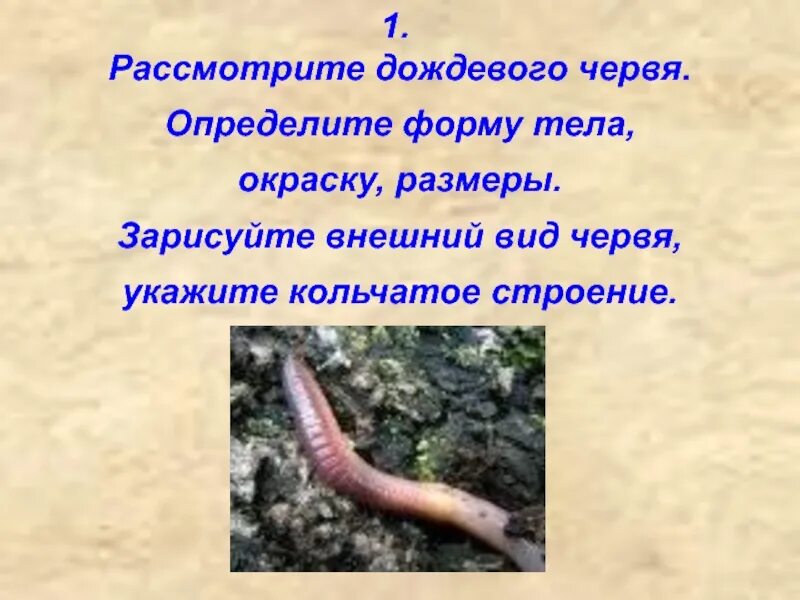 Форма тела червя дождевого окрас. Форма теладождегого червя. Окраска тела дождевого червя.