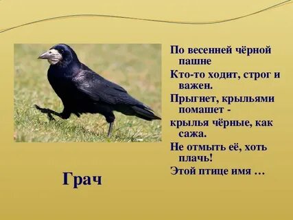 Грачи по слогам
