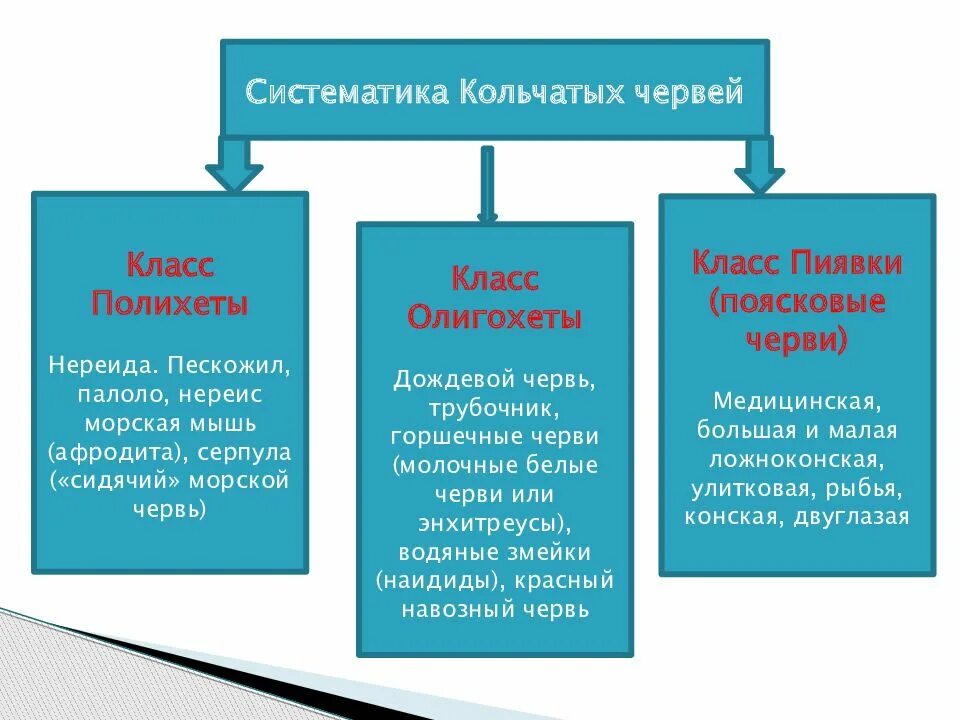 Типы Червей 7 класс - презентация
