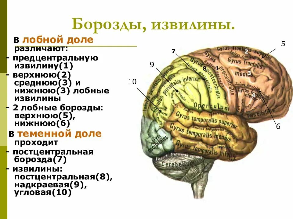 Какие отделы мозга содержат извилины