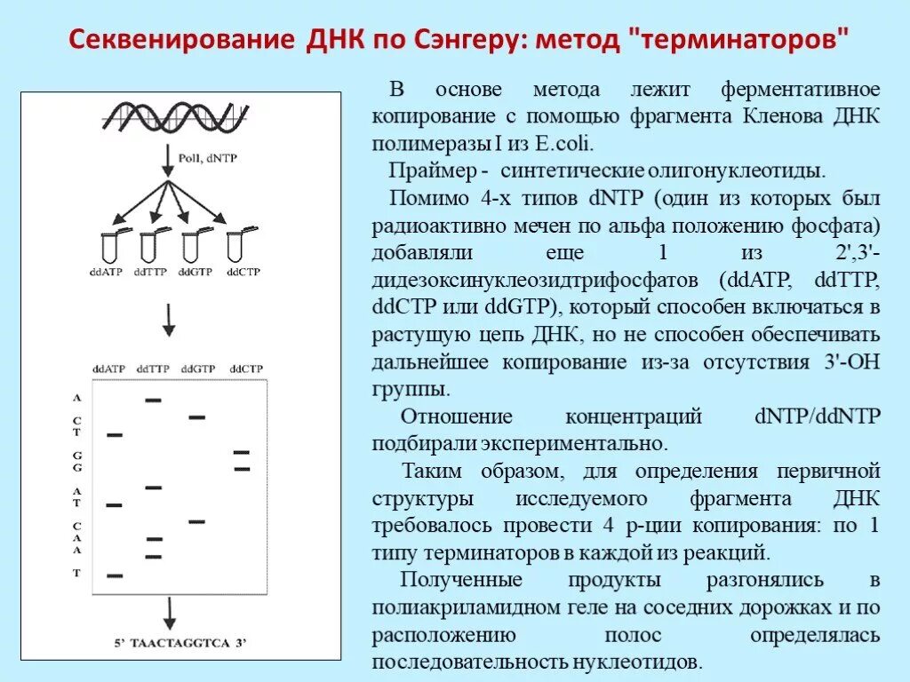 Секвенирование нуклеотидов. Метод секвенирования ДНК по Сэнгеру. Секвенирование ДНК по Сэнгеру метод терминаторов. Принцип метода секвенирования по Сэнгеру. Секвенирование ДНК по Сэнгеру: "плюс-минус" метод.