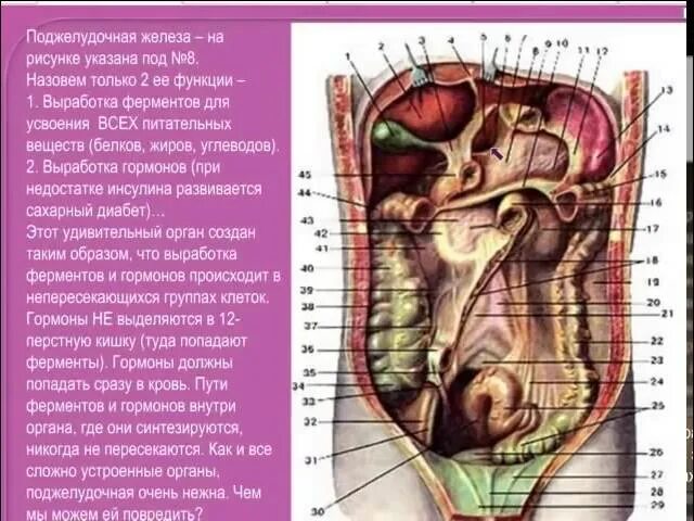 Органы брюшной полости. Расположение органов брюшной полости. Анатомия органов брюшной полости.