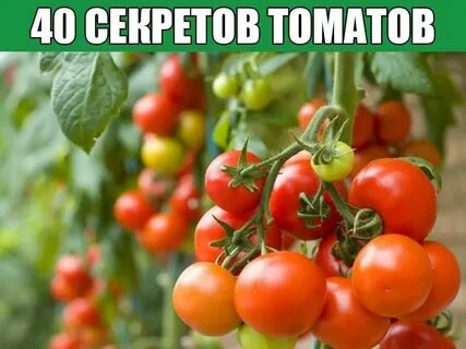 Агротехника томатов