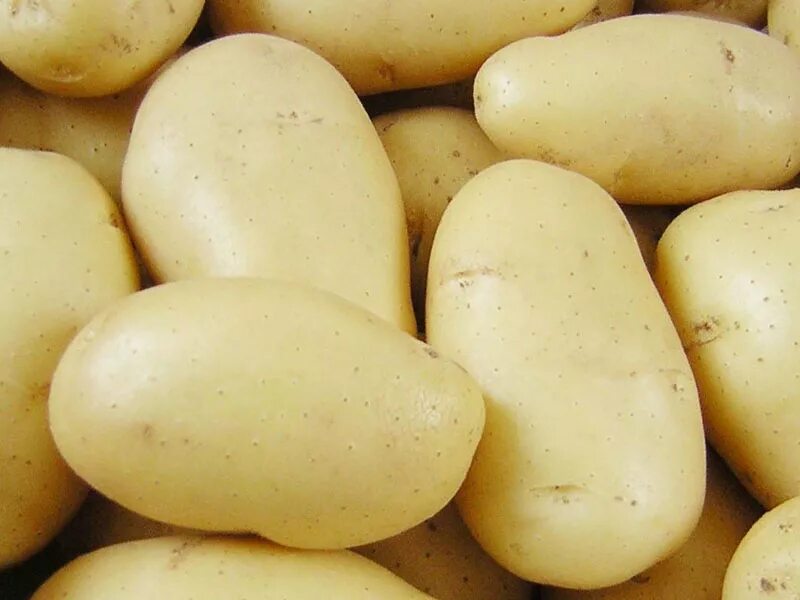 Колетте картофель характеристика отзывы. Семенной картофель Гранада. Картофель семенной Родриго. Картофель сорт Родриго. Сорт картошки Гранада.