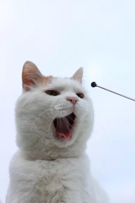 Котэ представляет гараж. Кот представляет. котэ представляет. котэ представляет сборник. коты ну представляет.