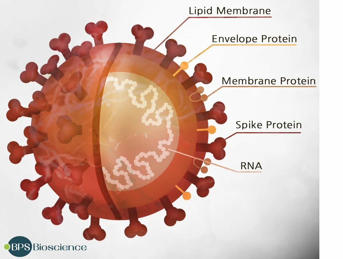 Строение коронавируса Covid-19. Coronavirus Covid 19 structure. Структура коронавируса Covid 19. Коронавирус SARS-cov-2. Коронавирус человека sars