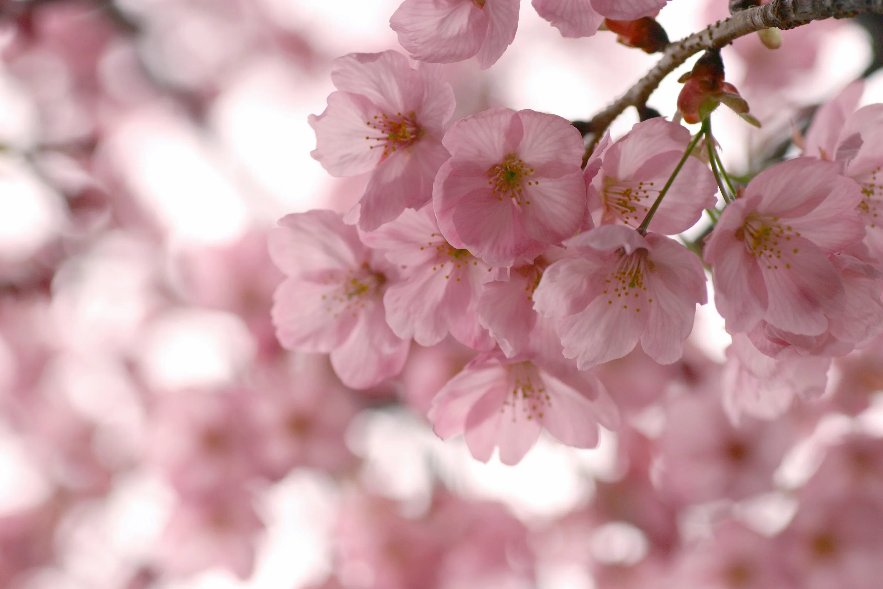 Весенние картинки на экран компьютера. Цветы Сакуры. Розовые цветы. Нежные весенние цветы.
