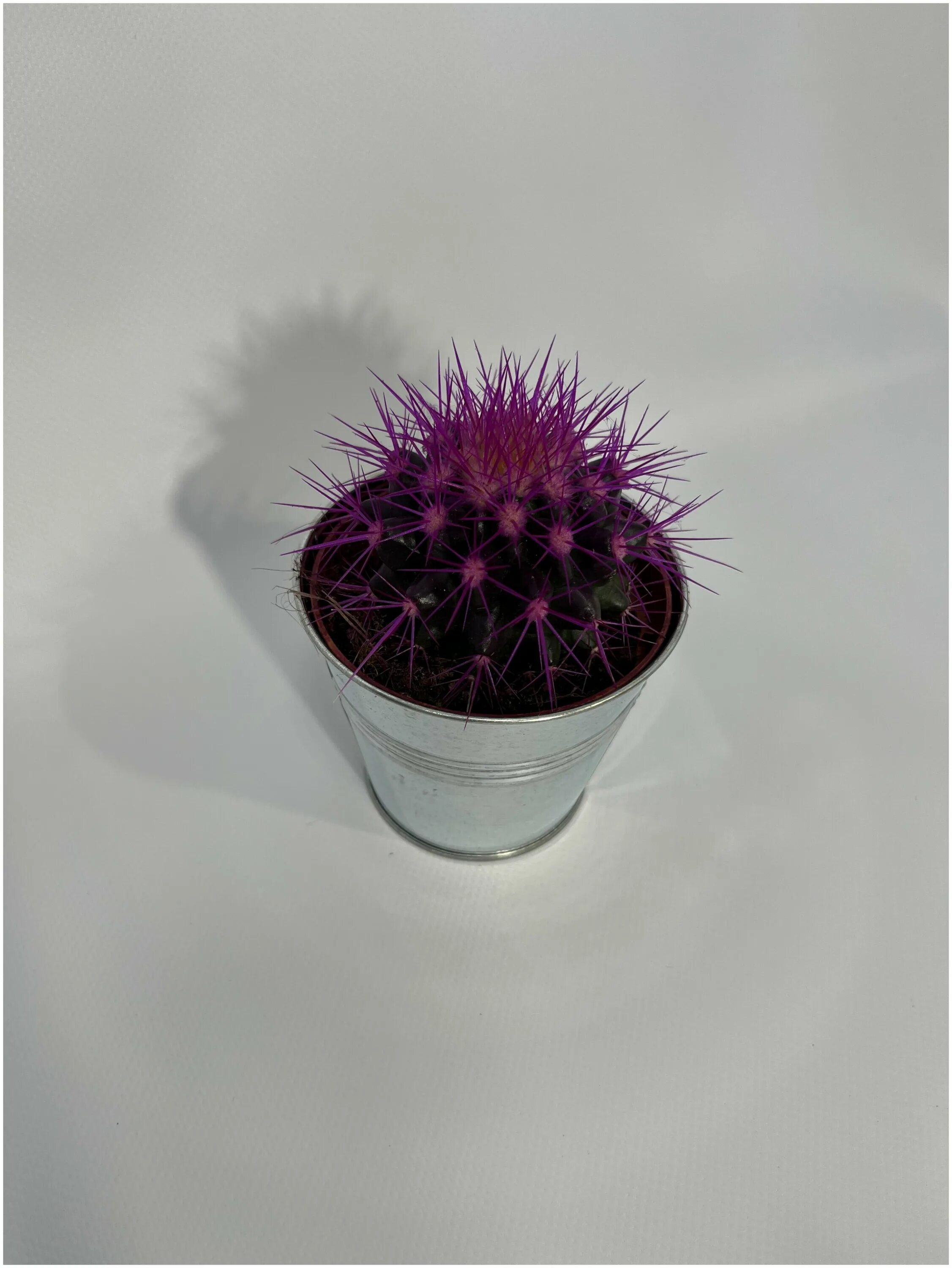 Эхинокактус грузони радуга. Эхинокактус грузони радуга. Кактус эхинокактус грузони красный. Эхинокактус рейнбоу. Кактус грузони рейнбоу.