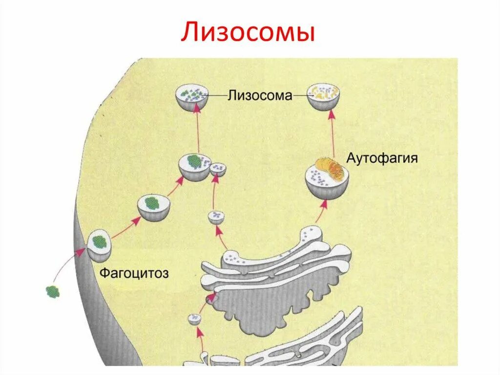Образование лизосом происходит в. Лизосомы строение. Схема строения лизосомы. Образование лизосом структура. Структура лизосомы клетки.