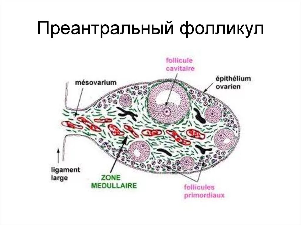 Преантральный фолликул гистология. Falikul. Фолликулы расположены в. Три фолликула