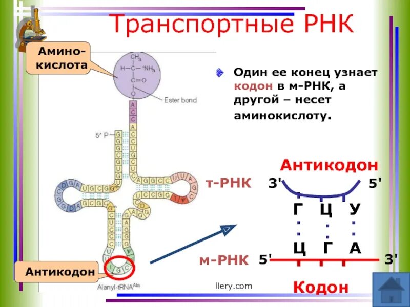 Сколько трнк