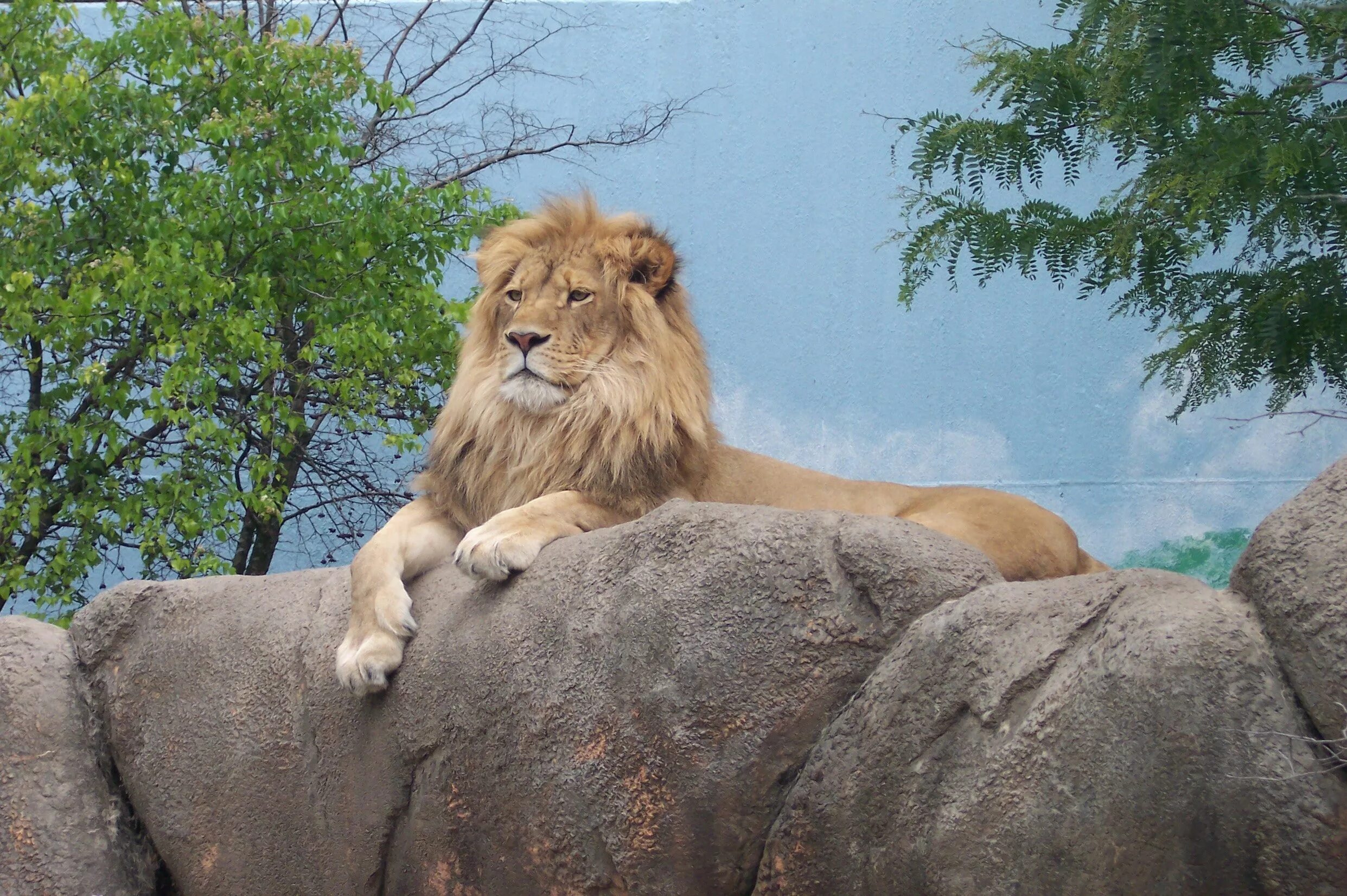 In the jungle lion. Лев. Лев лежит. Лев фото. Спокойный Лев.