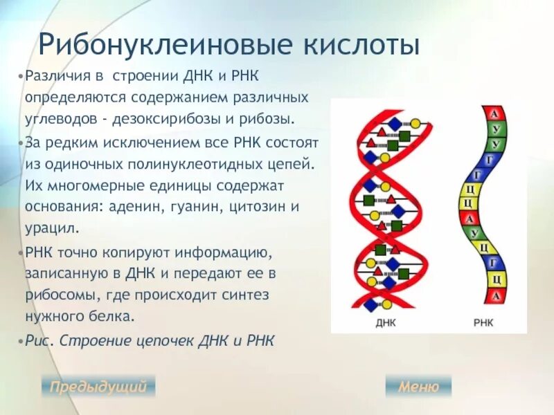 Рибонуклеиновая кислота РНК строение. Дезоксирибонуклеиновая кислота ДНК РНК. Строение полинуклеотидной Цепочки ДНК И РНК. Структура рибонуклеиновых кислот (РНК)..