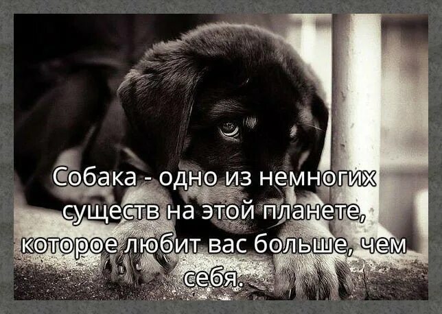 Стихи про собак смешные. Стихи о собаке хорошие. Стихотворение посвященное собаке. Афоризмы о собаках. Стих про собаку короткий.