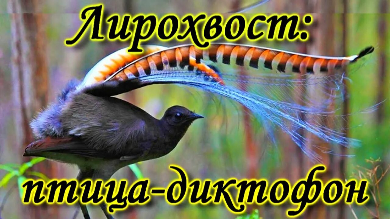 Птица лирохвост в австралии. Птица воспроизводящая звуки. Лирохвост самка. Птица повторяющая звуки. Птица диктофон лирохвост.