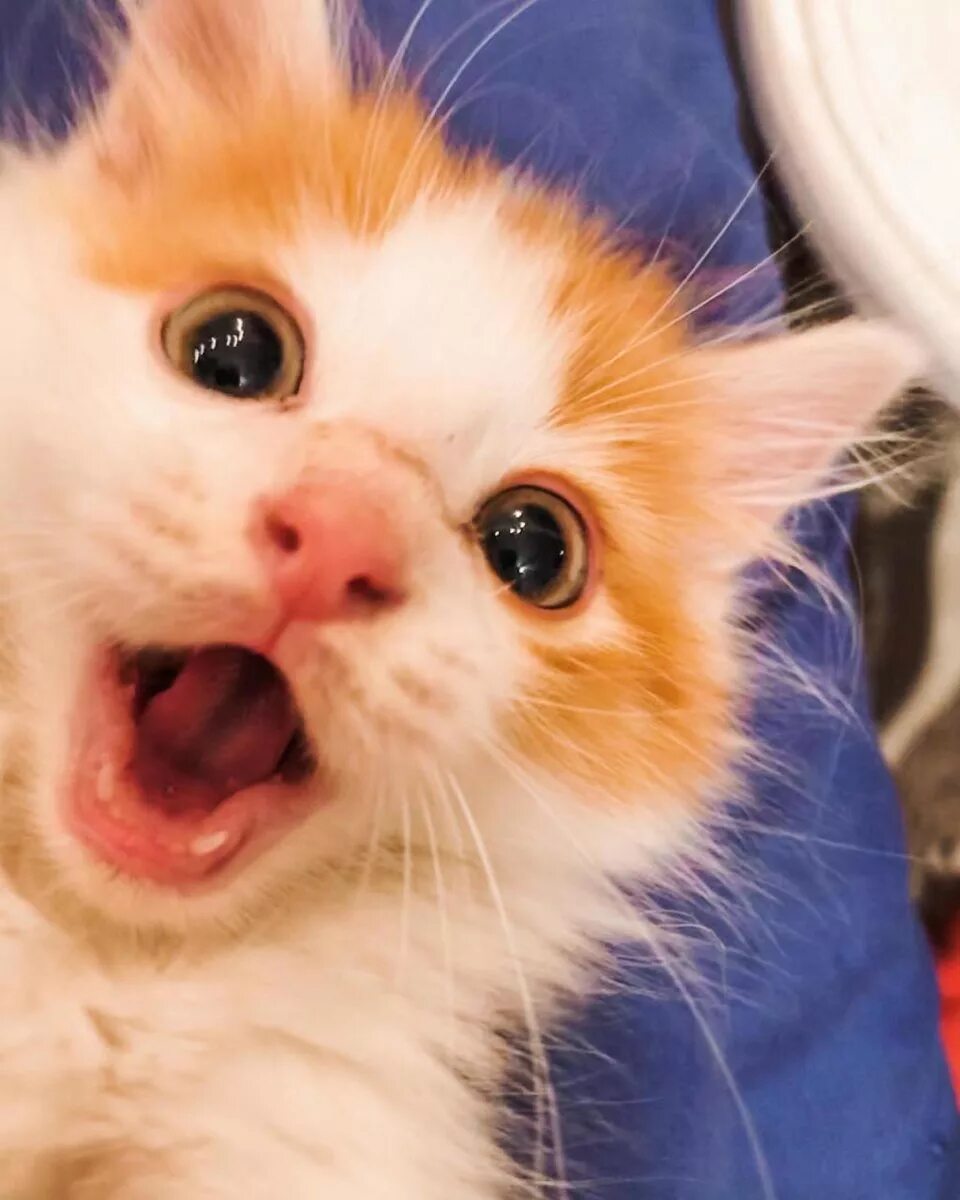 удивленная белая кошка. котенок удивлен. котенок удивляй. удивленный котенок. удивленный красочный котенок.