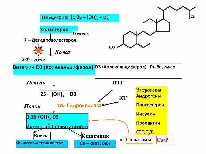 25 он д3. Схема синтеза кальцитриола из витамина д3. Кальцитриол схема синтеза. Синтез кальцитриола из витамина д. Строение кальцитриола биохимия.