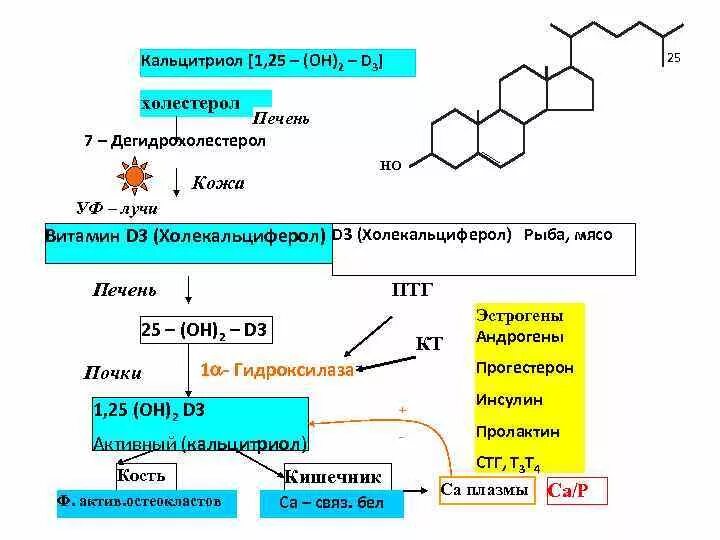 Где происходит синтез витаминов. Схема синтеза кальцитриола из витамина д3. Кальцитриол схема синтеза. Синтез кальцитриола из витамина д. Строение кальцитриола биохимия.