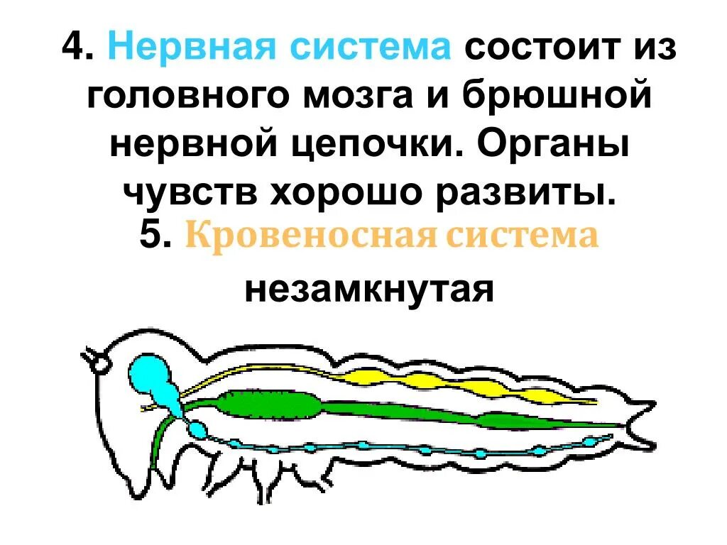 Брюшная нервная цепочка функции. Нервная система. Нервная система состоит. Брюшная нервная цепочка у членистоногих. Нервная система насекомых представлена брюшной нервной цепочкой.